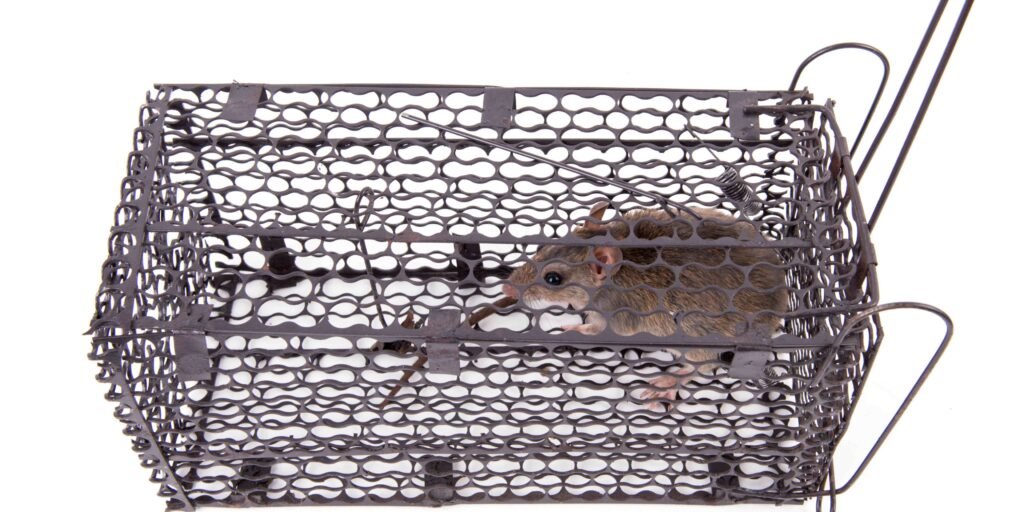 rat Traps