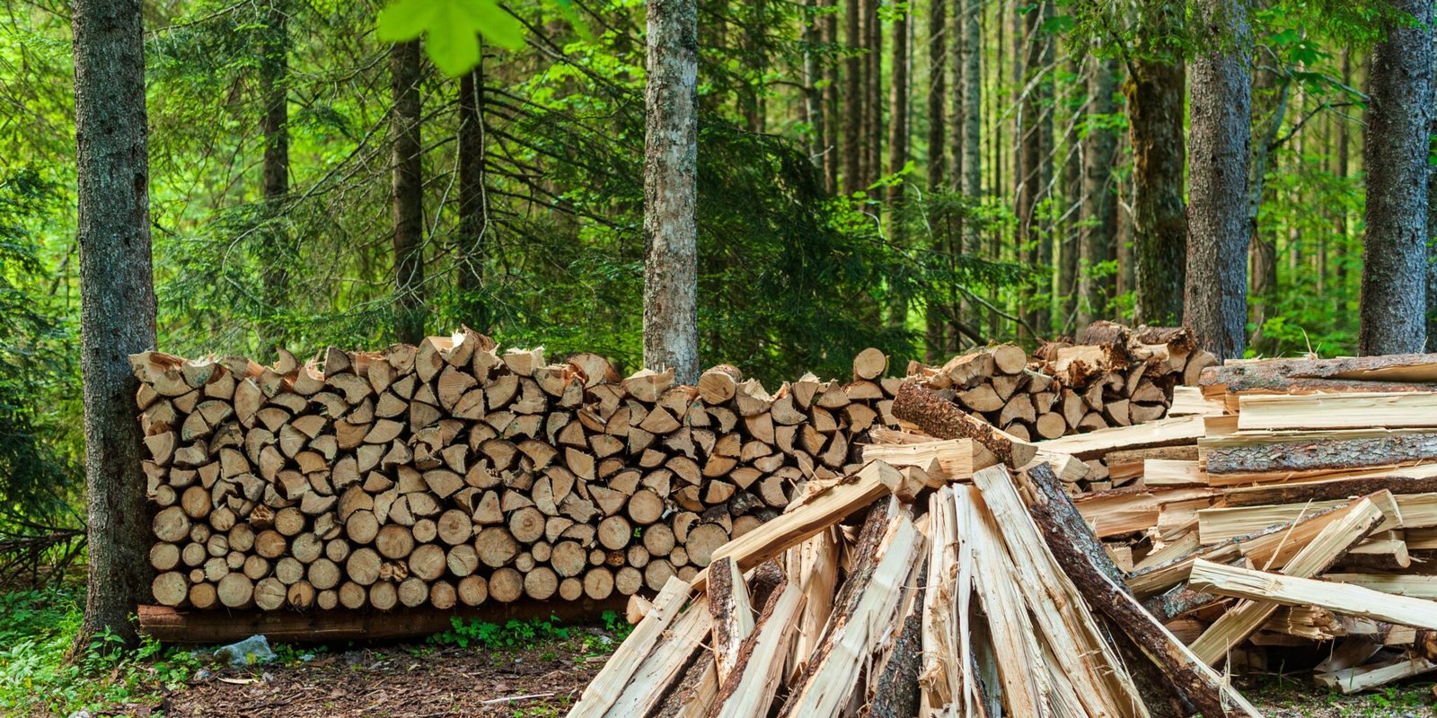 10-types-of-wood-that-burn-the-longest-preparing-in-the-city